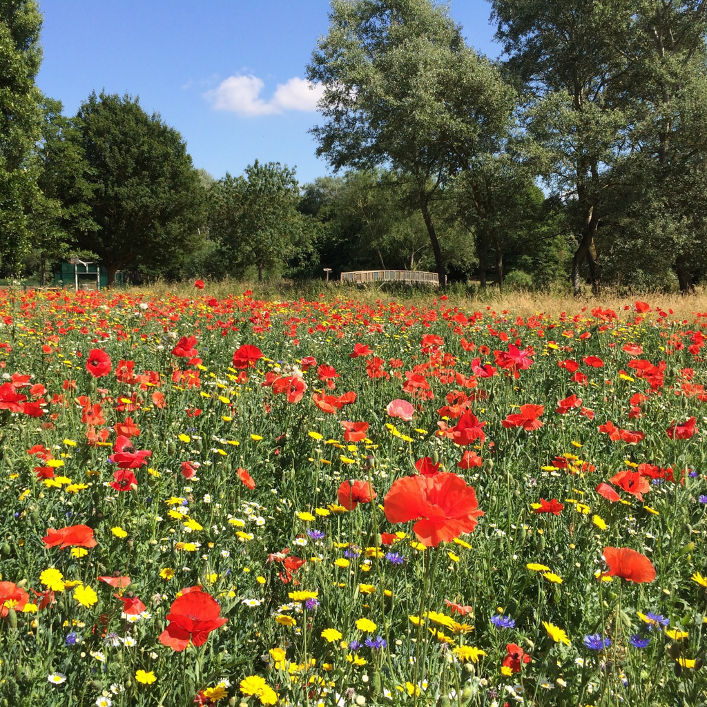 Wildflower meadow